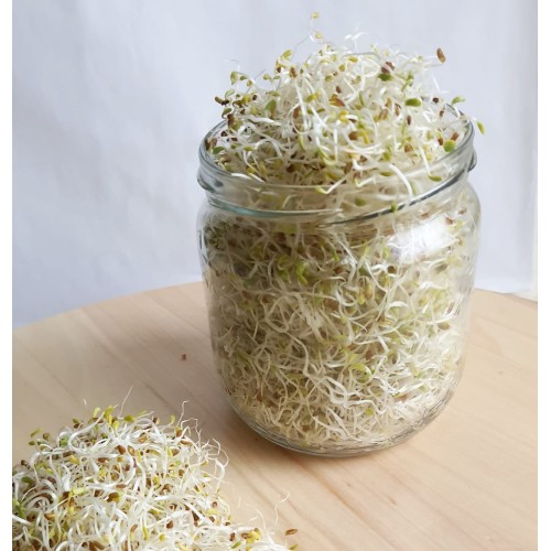 My Healthy jar , Broccoli Sprouts , 500g